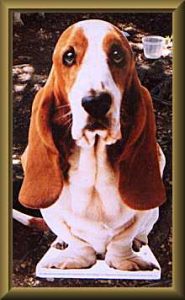 At the Basset Hound Picnic