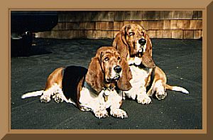 Stanley (in front) and Beauregard.