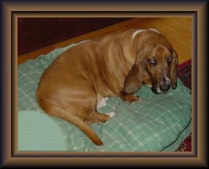 Buford on His Bed